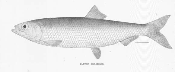 Image of Pacific herring