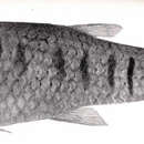 Image of Cnesterodon carnegiei Haseman 1911