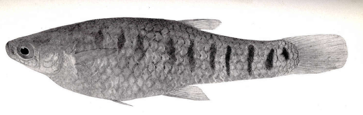 Image of Cnesterodon