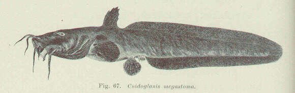 Image of Cnidoglanis