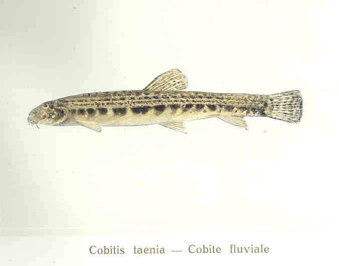 Image of Cobitis