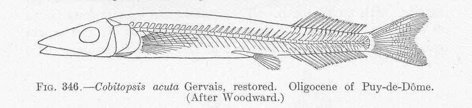 Image of Beloniformes