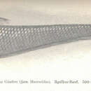 Image of Banded whiptail