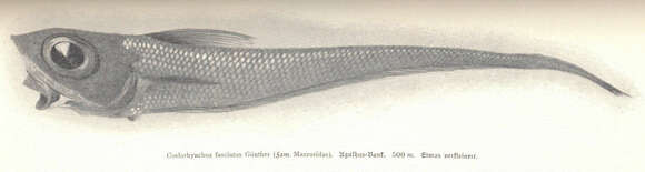 Image de Coelorinchus fasciatus (Günther 1878)
