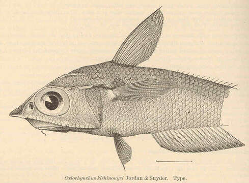 Image de Coelorinchus kishinouyei Jordan & Snyder 1900