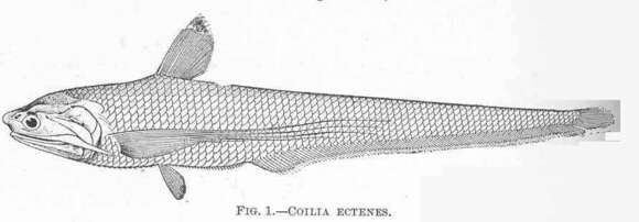 Image of Coilia