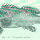 Image of Colpognathus