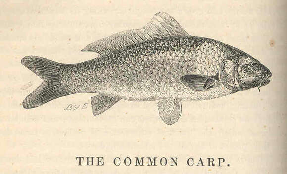 Image of Common carps