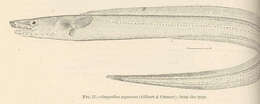 Image of conger eels