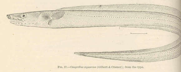 Image of conger eels