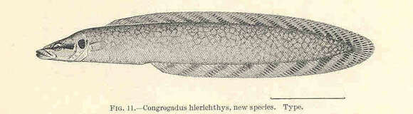 Image of Congrogadus