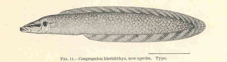 Image of Congrogadidae