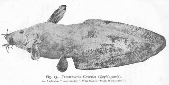 Image of eeltail catfishes