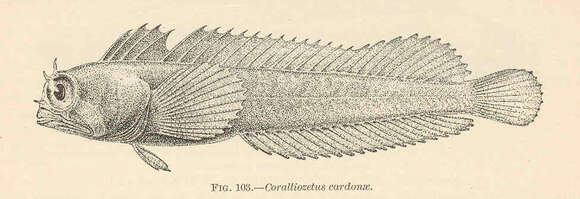 Image of Coralliozetus