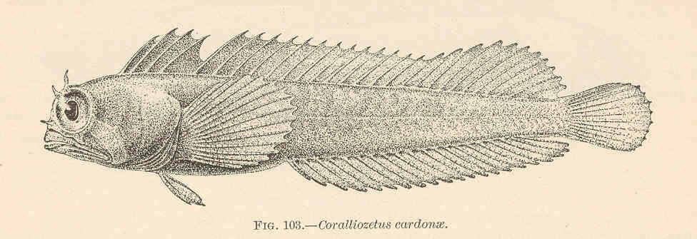 Image de Coralliozetus