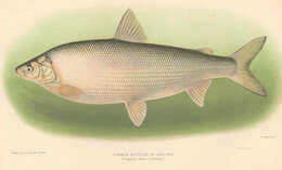 Image of whitefish