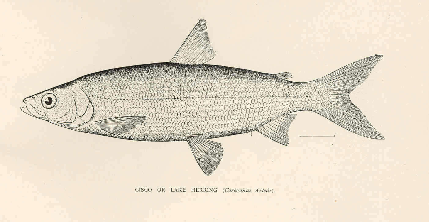 Image of Salmoniformes