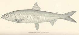 Image of whitefish