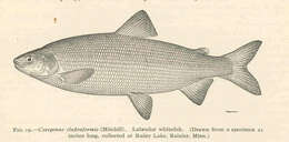 Image of whitefish