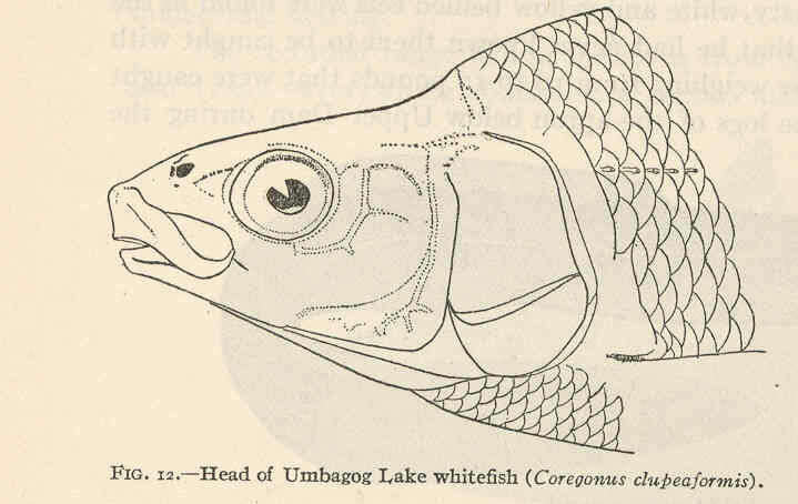 Image of whitefish