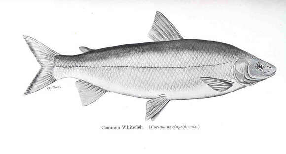 Image of whitefish