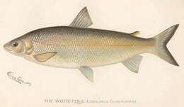 Image of whitefish