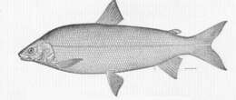 Image of whitefish