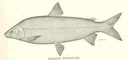 Image of whitefish