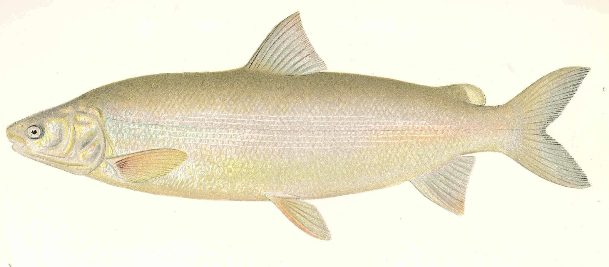 Image of whitefish