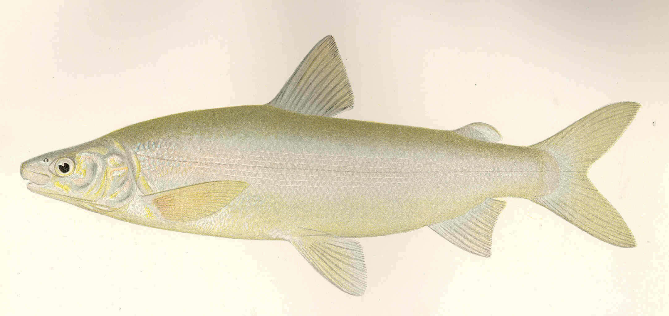 Image of whitefish