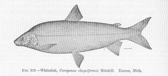 Image of whitefish