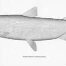 Image of Broad Whitefish