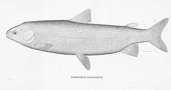 Image of whitefish