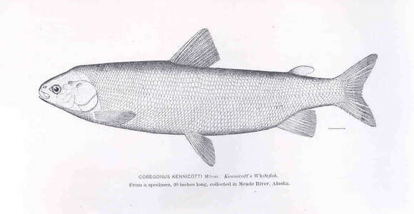 Image of whitefish