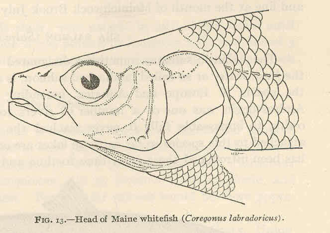 Image of whitefish