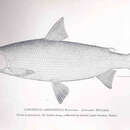 Image of Acadian Whitefish