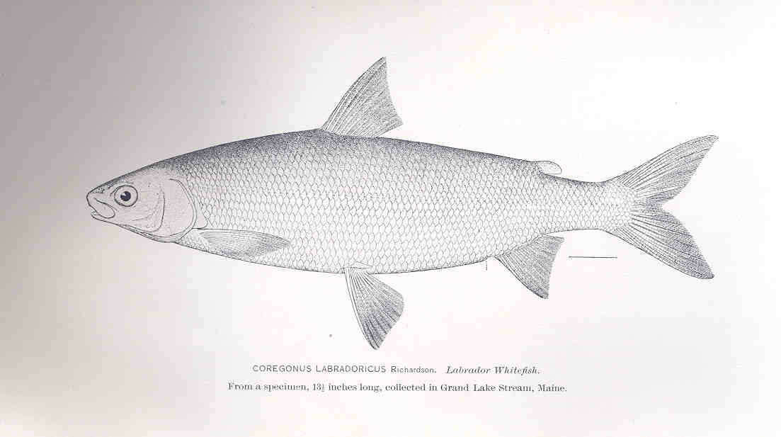 Image of whitefish