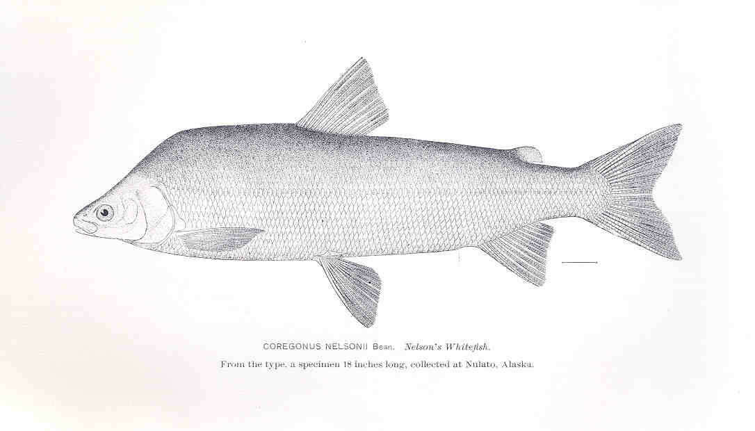 Image of whitefish