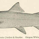 Image of Mountain whitefish