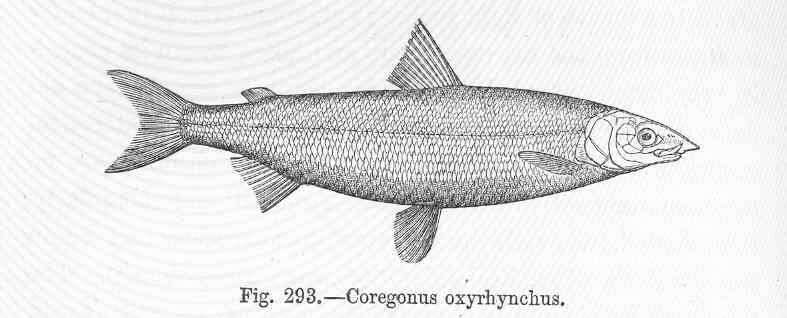 Image of Salmoniformes