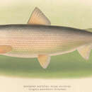Image of Round whitefish