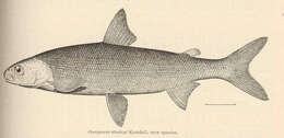 Image of <i>Coregonus stanleyi</i>