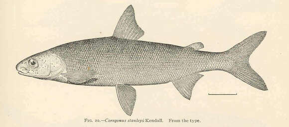 Image of <i>Coregonus stanleyi</i>