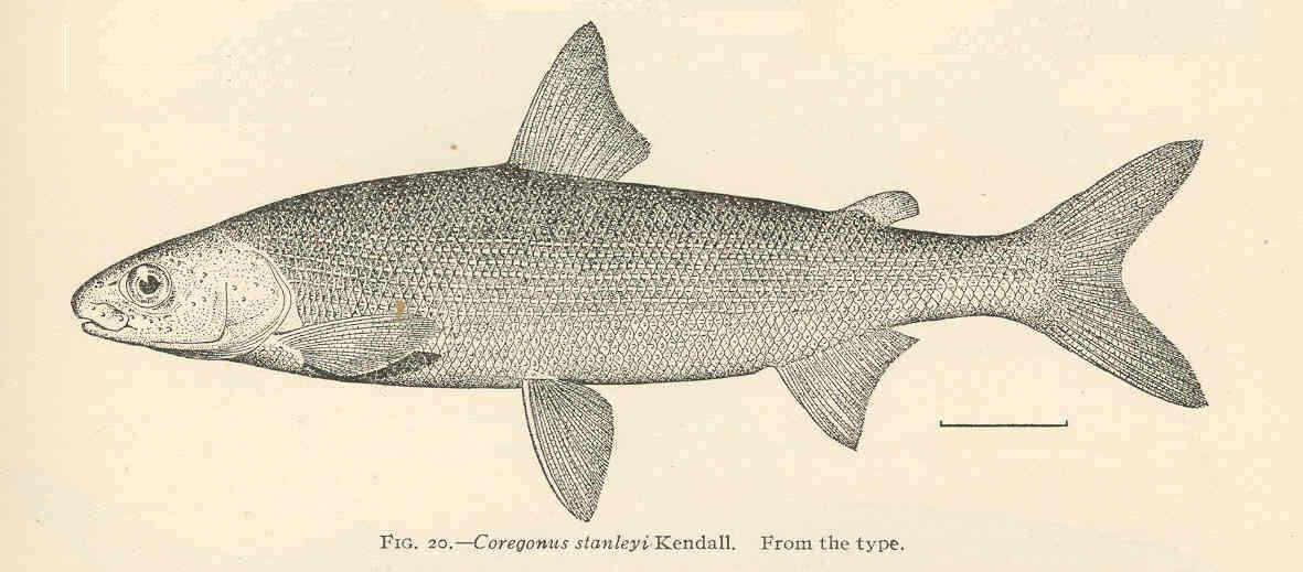 Image of <i>Coregonus stanleyi</i>