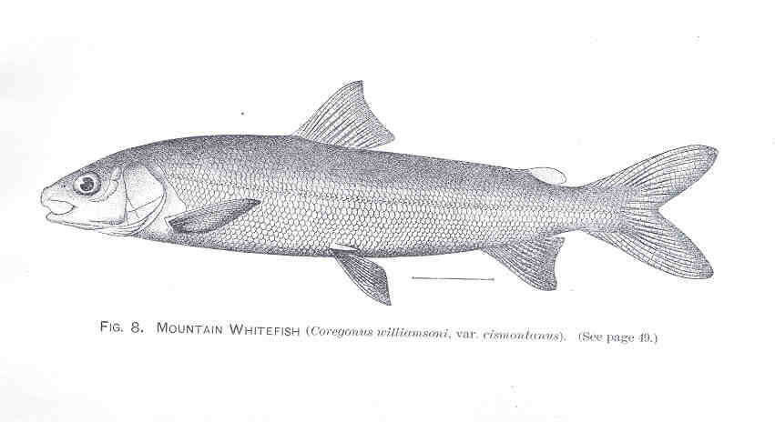 Image of Salmoniformes