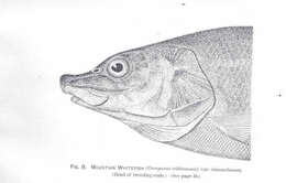 Image of Salmoniformes