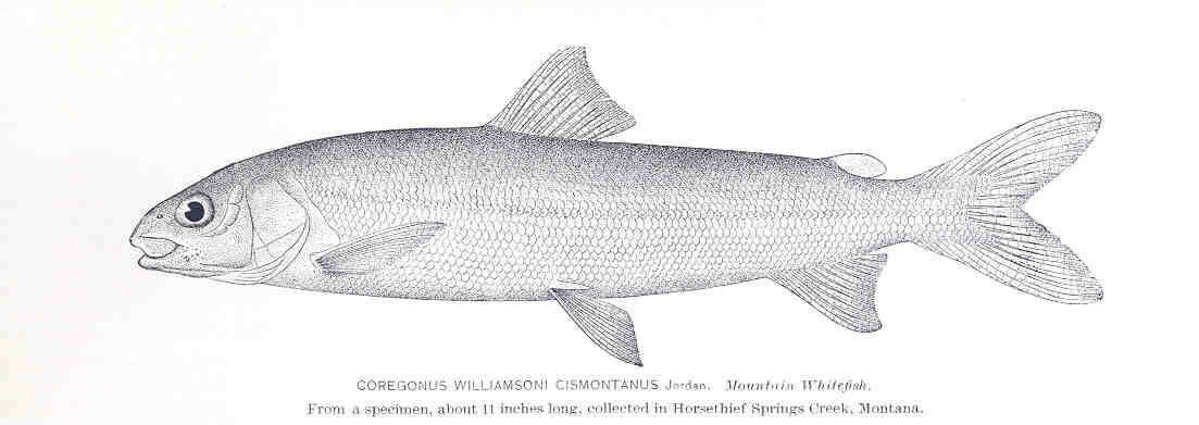 Image of Salmoniformes