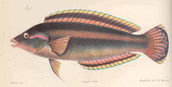 Image of Coris atlantica Günther 1862