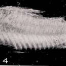 Image of Corydoras aurofrenatus Eigenmann & Kennedy 1903