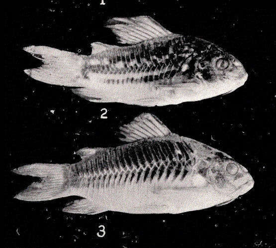 Image of callichthyid armored catfishes